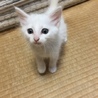可愛い子猫兄妹 サムネイル2