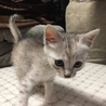 可愛い子猫兄妹 サムネイル3