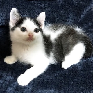 白黒の男の子