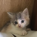 子猫の里親募集！