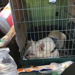 お預かり〜1日目