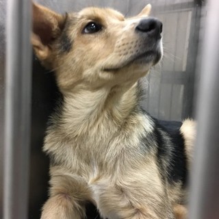 将来性抜群、イケメン子犬、あじ介君