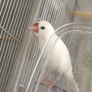 里親様決定しました。