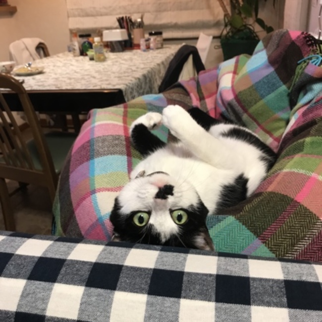 Trioのカバー写真