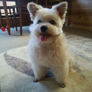 【正式譲渡決定】童顔のマルチーズミックス＠10歳