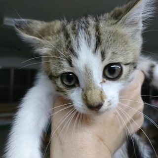 キジ白☆男の子 こし餡くん