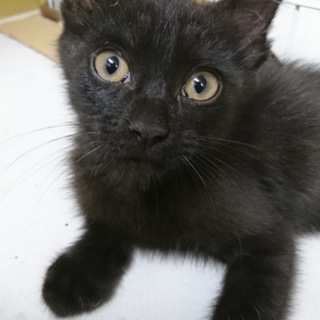 黒猫☆男の子 黒ゴマくん