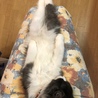 とってもながーい