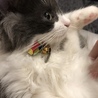 首輪を壊したのでおにゅうになりました。
