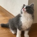 洋猫Mix長毛ふわふわ姉妹2匹一緒に