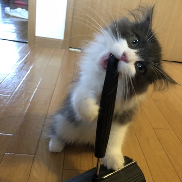 シャウトォォォオオオ！(」’ω’)」ｵｫｵｫｵ!!!ｳｳｩｩｱｱｫｵ!!!!!!