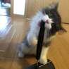 シャウトォォォオオオ！(」’ω’)」ｵｫｵｫｵ!!!ｳｳｩｩｱｱｫｵ!!!!!!