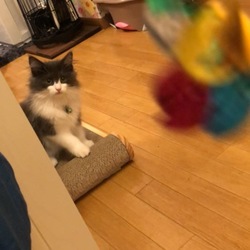 私がハンターฅ^•ω•^ฅﾆｬｰ