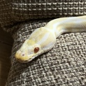 ボールパイソン  アルビノ