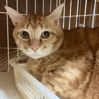 優しい茶々丸くん保護子猫の保父をしています！