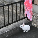 ブルーアイのうさぎです
