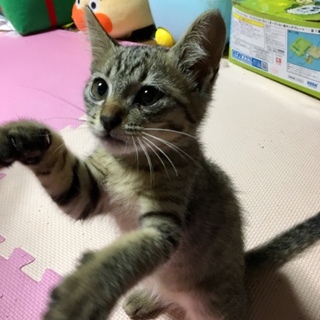 車のエンジンルームからの救出