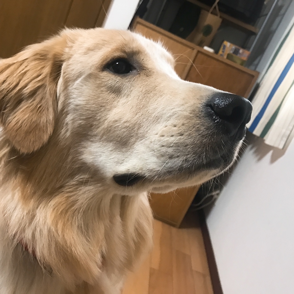 ライトのカバー写真