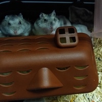 チビちゃん(仮)