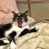 良いあくびが撮れました