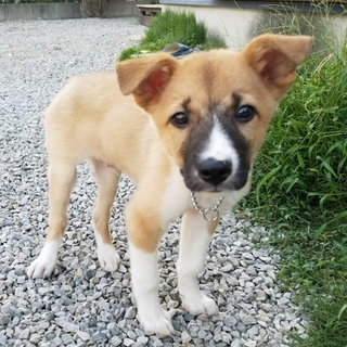 生後2〜3ヵ月の可愛い男の子