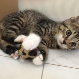 【決定】くつした柄キジ白　2018春うまれ　オス