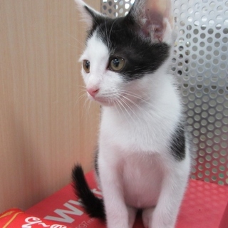 甘えん坊の箱入り息子、黒白「アップ」