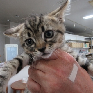 箱入り娘、甘えん坊キジ子猫「あおい」