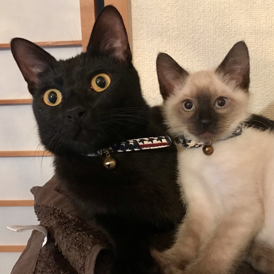PUMAのカバー写真