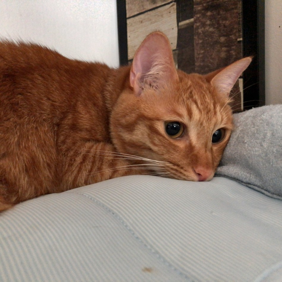 てんのカバー写真