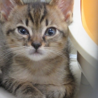 箱入り息子、甘えん坊キジ「アル」