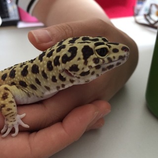 ヒョウモントカゲモドキ