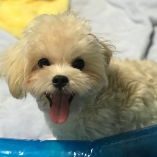 ありがとうございます