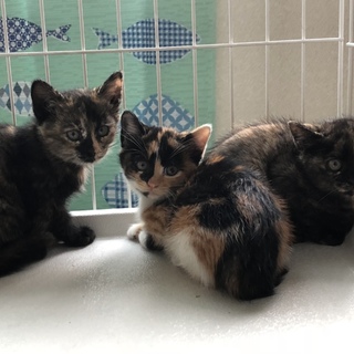 サビ、茶トラ、白の子猫4匹！