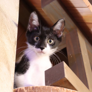 ふわもこハーブ兄妹！