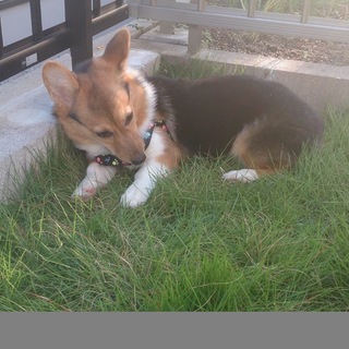 コーギーの里親募集します