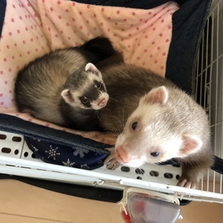 フェレット2匹の里親募集！