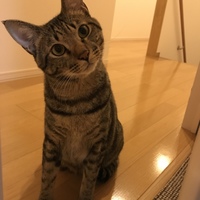 サスケ