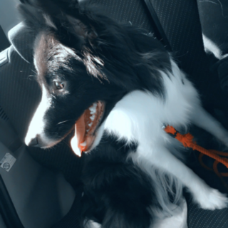 ボーダーコリーです。おて、お座りできます。