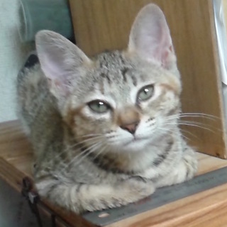 愛くるしい2ヶ月の子猫たち