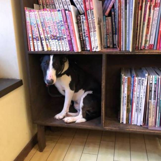 yashichiのカバー写真