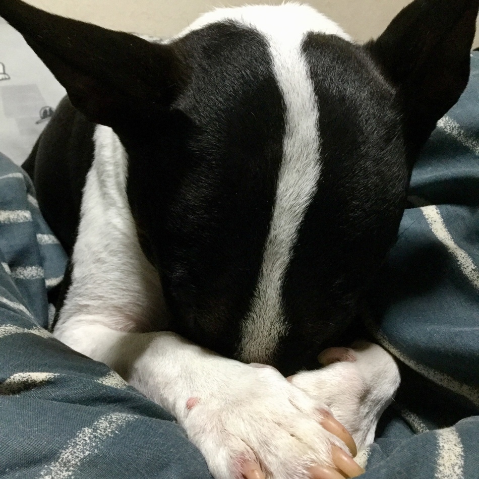 弥七のカバー写真