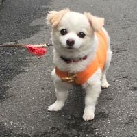 三村 こむぎ