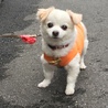 三村 こむぎ
