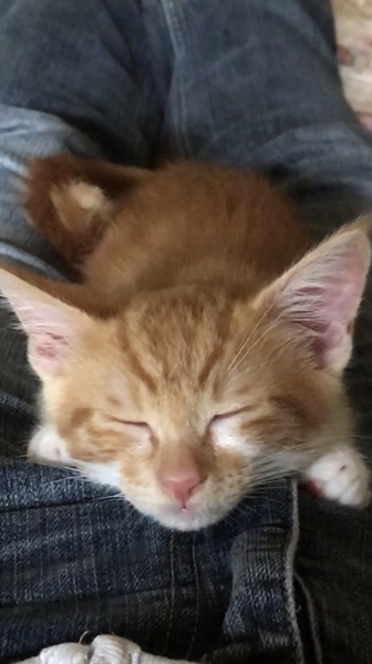 ブラウンタビーの可愛い男の子です サムネイル4