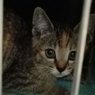 一時　停止　穏やかな2姉妹　かわいい子です