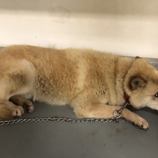 乙女チックなお顔のかずお君