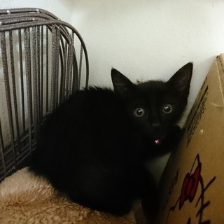 仲良し兄弟の里親様を探してます