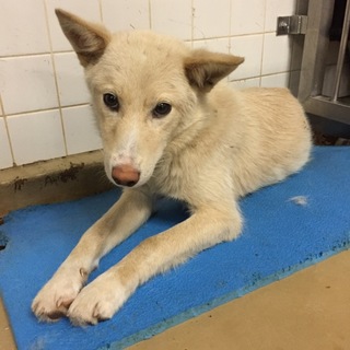 里親決定しました。