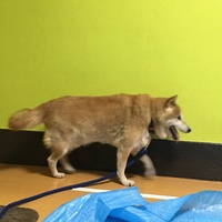 ハチ